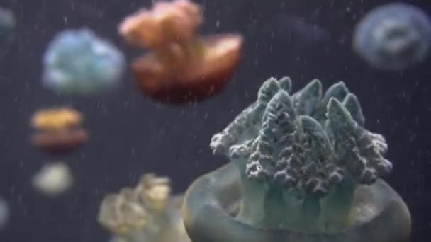 Beau groupe de méduses (Chrysaora fuscescens) flottant à travers l'océan en 4K (UHD )