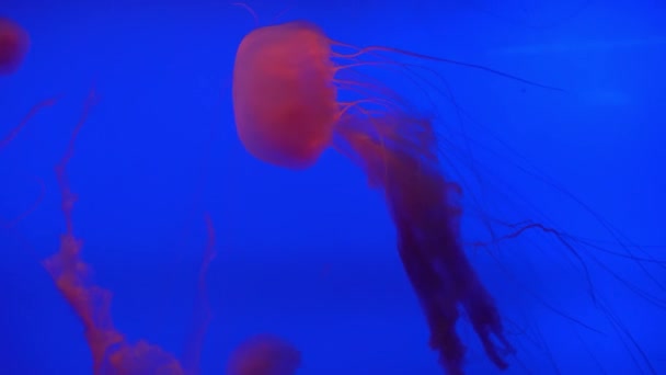 Bellissimo gruppo di meduse (Chrysaora fuscescens) che galleggiano attraverso l'oceano in 4K (UHD ) — Video Stock