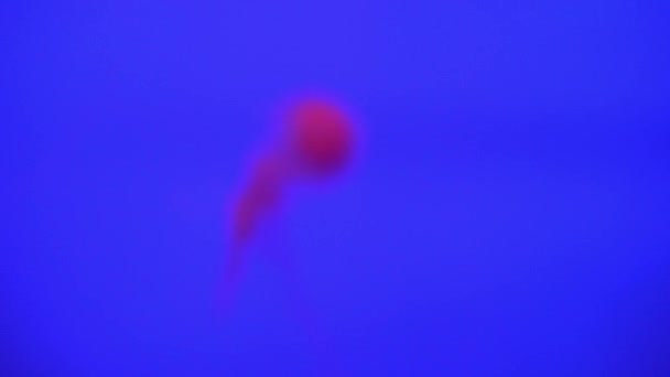 Όμορφη ομάδα των μεδουσών (Χρυσάωρα fuscescens) πλωτό μέσω ωκεανό σε ανάλυση 4k (Uhd) — Αρχείο Βίντεο