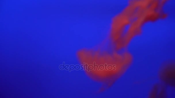 Όμορφη ομάδα των μεδουσών (Χρυσάωρα fuscescens) πλωτό μέσω ωκεανό σε ανάλυση 4k (Uhd) — Αρχείο Βίντεο