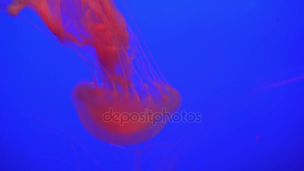 クラゲ (Chrysaora アイゴ) 浮動を通じて、海洋の 4 k (Uhd 美しいグループ) — ストック動画