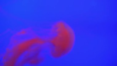 Denizanası (Chrysaora fuscescens) yüzen aracılığıyla Ocean 4 k (Uhd güzel grup)