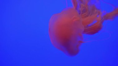 Denizanası (Chrysaora fuscescens) yüzen aracılığıyla Ocean 4 k (Uhd güzel grup)