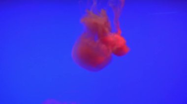 Denizanası (Chrysaora fuscescens) yüzen aracılığıyla Ocean 4 k (Uhd güzel grup)