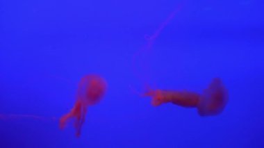 Denizanası (Chrysaora fuscescens) yüzen aracılığıyla Ocean 4 k (Uhd güzel grup)