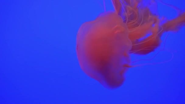 Bellissimo gruppo di meduse (Chrysaora fuscescens) che galleggiano attraverso l'oceano in 4K (UHD ) — Video Stock