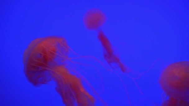 Bellissimo gruppo di meduse (Chrysaora fuscescens) che galleggiano attraverso l'oceano in 4K (UHD ) — Video Stock