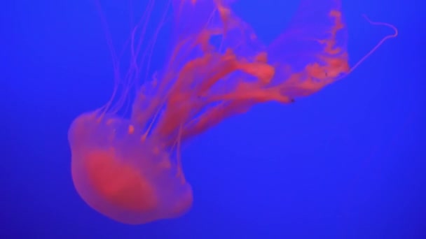 Beautiful Grupa meduzy (Chrysaora fuscescens) pływające przez ocean (Uhd 4k) — Wideo stockowe