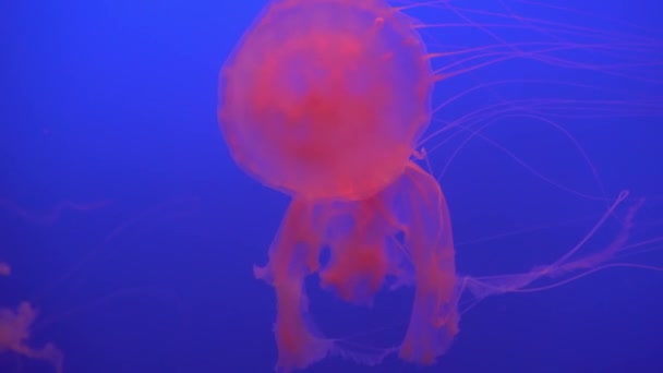 Wunderschöne Quallengruppe (chrysaora fuscescens), die in 4k (uhd) durch den Ozean schwimmt) — Stockvideo