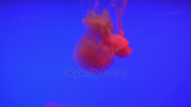 Bellissimo gruppo di meduse (Chrysaora fuscescens) che galleggiano attraverso l'oceano in 4K (UHD ) — Video Stock