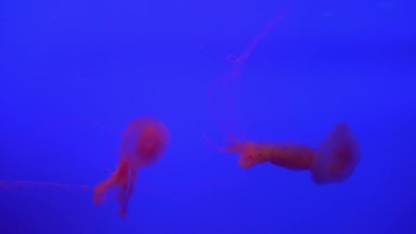 Группа медуз (Chrysaora fuscenes) плавает по океану в 4К (UHD) ) — стоковое видео