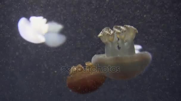 美丽的水母群 (Chrysaora 鲪) 漂浮在4k 的海洋中 (Uhd) — 图库视频影像