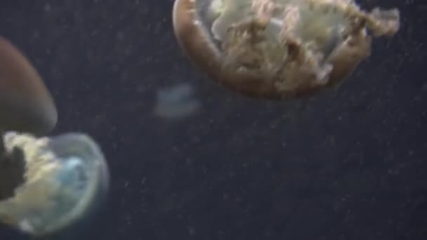 Beau groupe de méduses (Chrysaora fuscescens) flottant à travers l'océan en 4K (UHD )