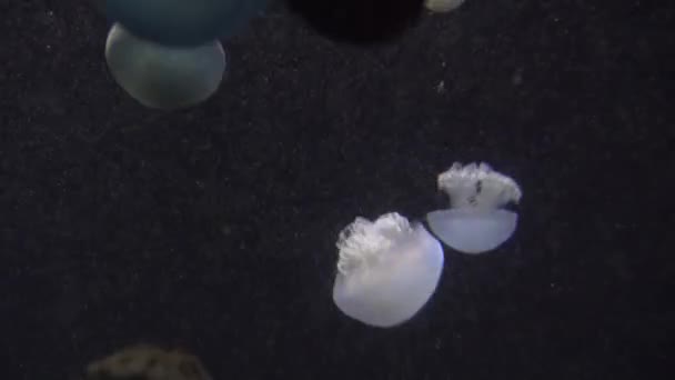 Beautiful Grupa meduzy (Chrysaora fuscescens) pływające przez ocean (Uhd 4k) — Wideo stockowe