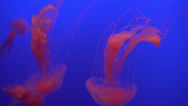 クラゲ (Chrysaora アイゴ) 浮動を通じて、海洋の 4 k (Uhd 美しいグループ) — ストック動画