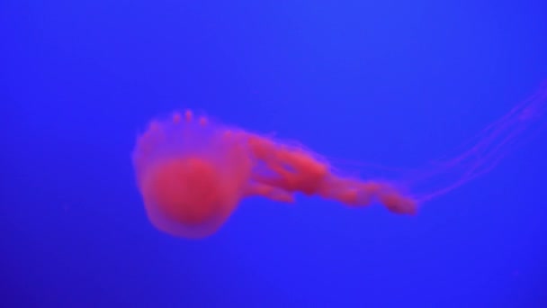 Belo grupo de medusas (Chrysaora fuscescens) flutuando através do oceano em 4K (UHD ) — Vídeo de Stock