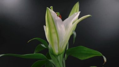 Tebrik sezon kavramı. 4 k (Uhd dekoratif ışık ile bir Noel ağacı süsler kadeh gimbal)