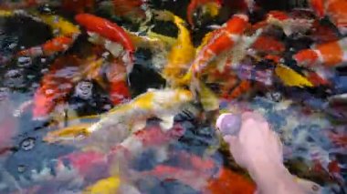 Sualtı Koi balık. Renkli doğal havuzda yüzme ile süslü sazan