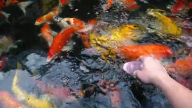 Sualtı Koi balık. Renkli doğal havuzda yüzme ile süslü sazan