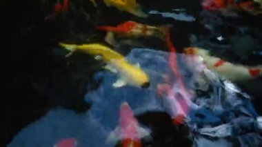 Sualtı Koi balık. Renkli doğal havuzda yüzme ile süslü sazan