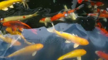 Sualtı Koi balık. Renkli doğal havuzda yüzme ile süslü sazan