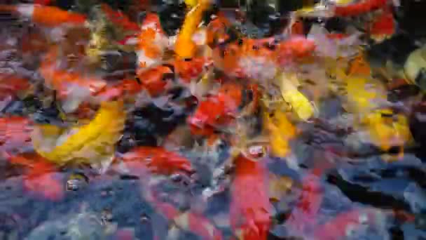 Underwater Koi Fisk Fancy Karp Med Färgglada Naturliga Dammen Simning — Stockvideo