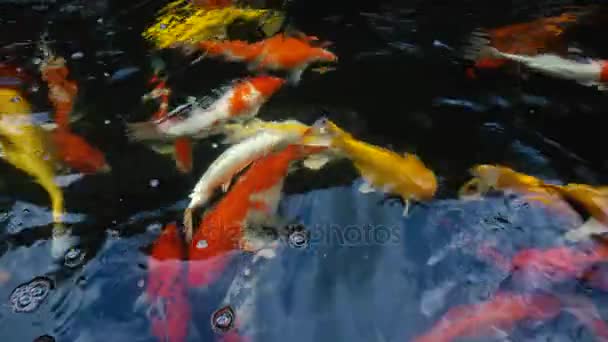 Underwater Koi Fisk Fancy Karp Med Färgglada Naturliga Dammen Simning — Stockvideo