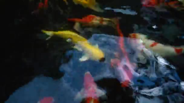 Sous l'eau de poissons koï. Carpe fantaisie avec coloré dans l'étang naturel natation 