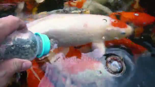 Podwodne Ryb Koi Fantazyjne Karpia Kolorowe Naturalnym Stawie Pływanie — Wideo stockowe