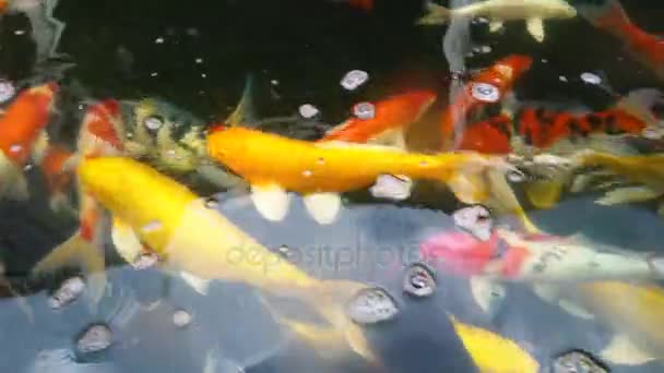 Υποβρύχια Ψάρια Koi Φανταχτερό Κυπρίνος Πολύχρωμο Στη Φυσική Λίμνη Κολύμβησης — Αρχείο Βίντεο