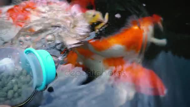 Underwater Koi Fisk Fancy Karp Med Färgglada Naturliga Dammen Simning — Stockvideo