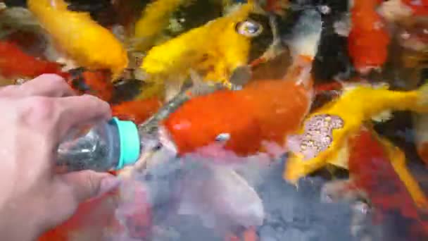 Underwater Koi Fisk Fancy Karp Med Färgglada Naturliga Dammen Simning — Stockvideo