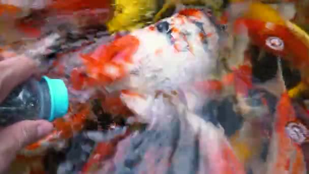 Sott Acqua Del Pesce Koi Carpa Fantasia Con Colorato Nel — Video Stock