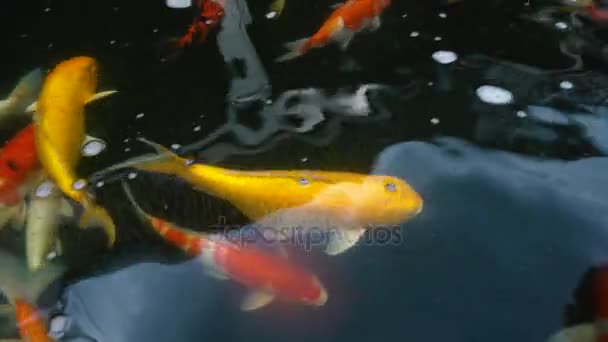 Underwater Koi Fish Fancy Carp Colorful Natural Pond Swimming — Stock Video