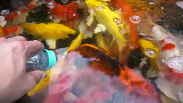 水下锦鲤鱼 天然池塘泳池中的七彩鲤鱼 — 图库视频影像