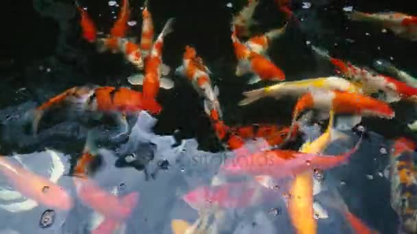 Під Водою Риби Кой Дивовижний Короп Барвистим Природному Ставку Плавання — стокове відео