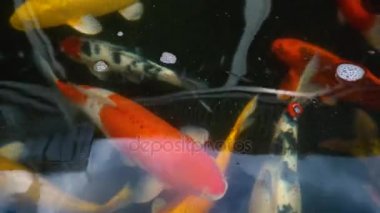 Sualtı Koi balık. Renkli doğal havuzda yüzme ile süslü sazan