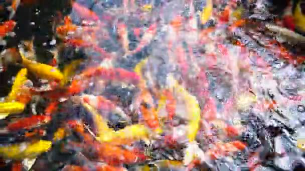 Sous Eau Poissons Koï Carpe Fantaisie Avec Coloré Dans Étang — Video