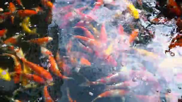 Υποβρύχια Ψάρια Koi Φανταχτερό Κυπρίνος Πολύχρωμο Στη Φυσική Λίμνη Κολύμβησης — Αρχείο Βίντεο