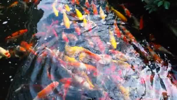 Sualtı Koi Balık Renkli Doğal Havuzda Yüzme Ile Süslü Sazan — Stok video