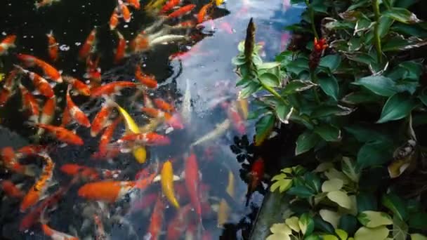 Onderwater Van Koi Vissen Mooie Karper Met Kleurrijk Natuurlijke Vijver — Stockvideo