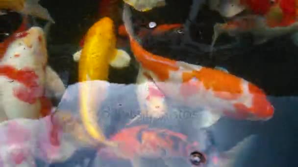 Underwater Koi Fisk Fancy Karp Med Färgglada Naturliga Dammen Simning — Stockvideo