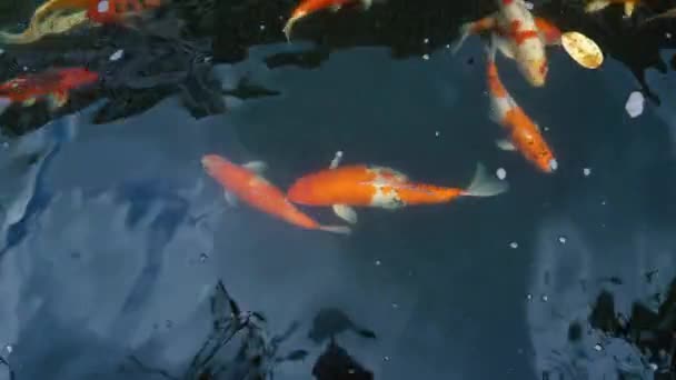 Onderwater Van Koi Vissen Mooie Karper Met Kleurrijk Natuurlijke Vijver — Stockvideo