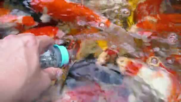 Underwater Koi Fisk Fancy Karp Med Färgglada Naturliga Dammen Simning — Stockvideo