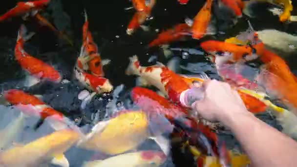 Subaquático Peixes Koi Carpa Chique Com Colorido Natação Lagoa Natural — Vídeo de Stock