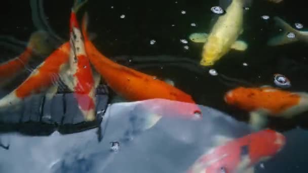 Unterwasser Koi Fische Ausgefallene Karpfen Mit Bunten Naturteich Schwimmen — Stockvideo