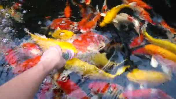 Underwater Koi Fisk Fancy Karp Med Färgglada Naturliga Dammen Simning — Stockvideo