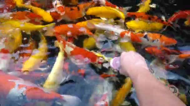 Bajo Agua Peces Koi Carpa Lujo Con Colorido Natación Estanque — Vídeos de Stock