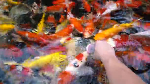 水下锦鲤鱼 天然池塘泳池中的七彩鲤鱼 — 图库视频影像
