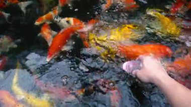 Koi balık besleme yandan, sazan ile 4 k (Uhd Yüzme gölet renkli fantezi)